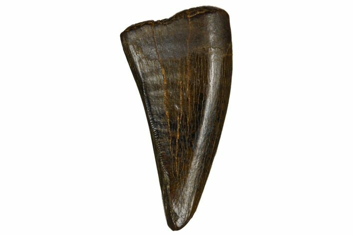 Juvenile Tyrannosaur Premax Tooth - Judith River Formation #184593